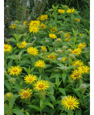 Inula hookeri