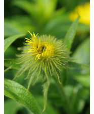 Inula hookeri