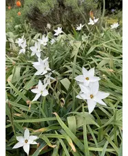 Ipheion 'Alberto Castillo' (5xDB)