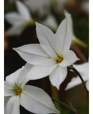 Ipheion 'Alberto Castillo' (5xDB)