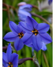 Ipheion 'Jessie' (5xDB)