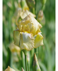 Iris 'Benton Duff'