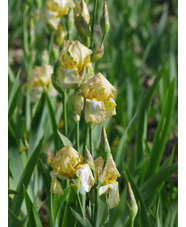 Iris 'Benton Duff'