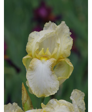 Iris 'Benton Duff'