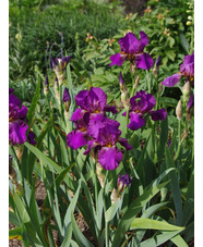 Iris 'Benton Evora'