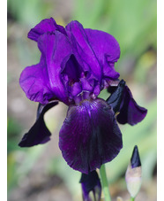 Iris 'Benton Judith'