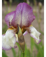 Iris 'Benton Lorna'
