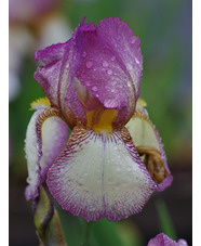Iris 'Benton Lorna'