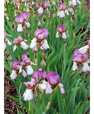 Iris 'Benton Lorna'