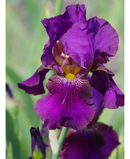 Iris 'Benton Menace'