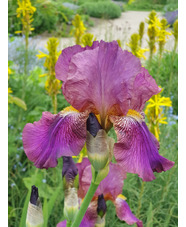 Iris 'Benton Menace'