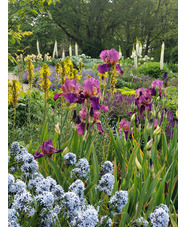 Iris 'Benton Menace'