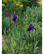 Iris 'Benton Nigel'