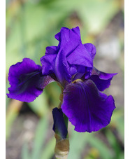 Iris 'Benton Nigel'