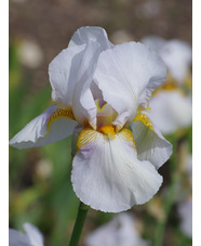 Iris 'Benton Pearl'