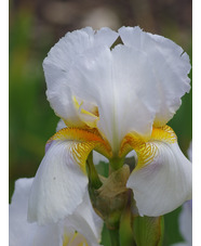 Iris 'Benton Pearl'