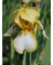 Iris 'Benton Susan'