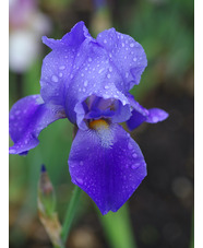 Iris 'Blue Rhythm'