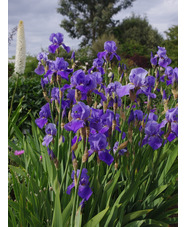 Iris 'Blue Rhythm'
