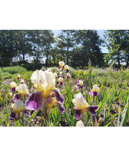 Iris Masterclass with Marc McHearne