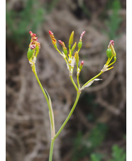 Iris domestica