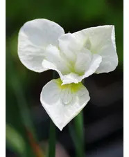 Iris 'Dreaming Green' (Sib)