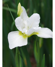 Iris 'Dreaming Green' (Sib)
