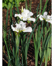 Iris 'Dreaming Green' (Sib)