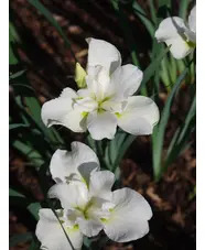 Iris 'Dreaming Green' (Sib)