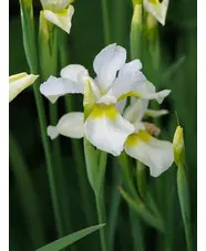 Iris 'Dreaming Yellow' (Sib)