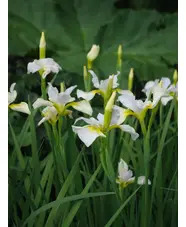 Iris 'Dreaming Yellow' (Sib)