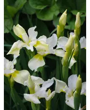 Iris 'Dreaming Yellow' (Sib)