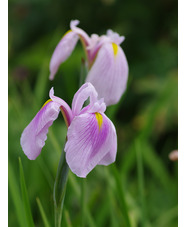 Iris ensata 'Rose Queen'