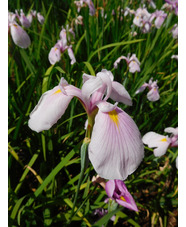 Iris ensata 'Rose Queen'