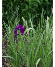 Iris ensata 'Variegata'