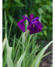 Iris ensata 'Variegata'