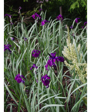 Iris ensata 'Variegata'