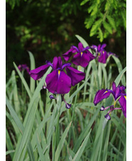 Iris ensata 'Variegata'