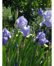 Iris 'Jane Phillips'