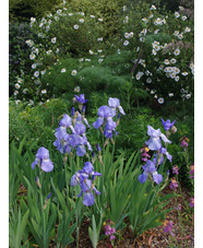 Iris 'Jane Phillips'