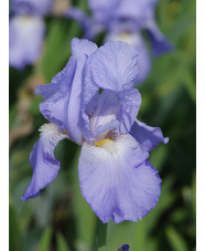 Iris 'Jane Phillips'