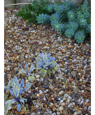 Iris 'Katharine Hodgkin' (Reticulata) (3xDB)