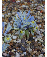 Iris 'Katharine Hodgkin' (Reticulata)