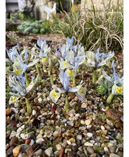 Iris 'Katharine Hodgkin' (Reticulata) (3xDB)