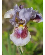 Iris 'Langport Storm'