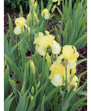 Iris 'Lemon Ice'