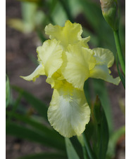 Iris 'Lemon Ice'