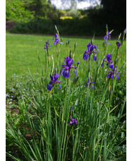 Iris longipetala