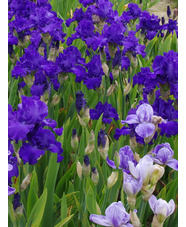 Iris 'Mer Du Sud'