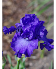 Iris 'Mer Du Sud'